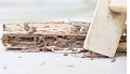 Thrill Capital Termite Experts